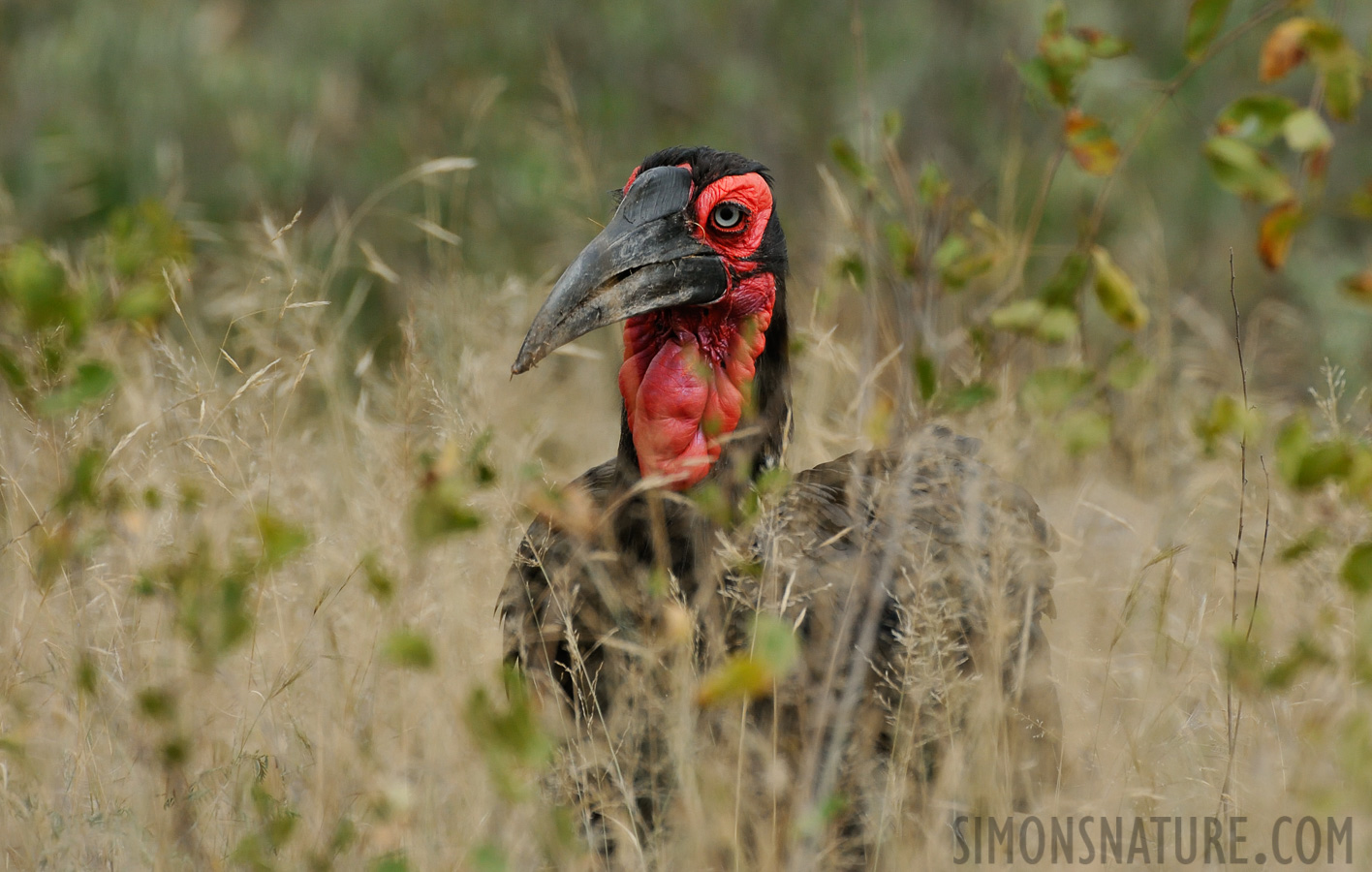 Bucorvus leadbeateri [550 mm, 1/2000 Sek. bei f / 8.0, ISO 1600]